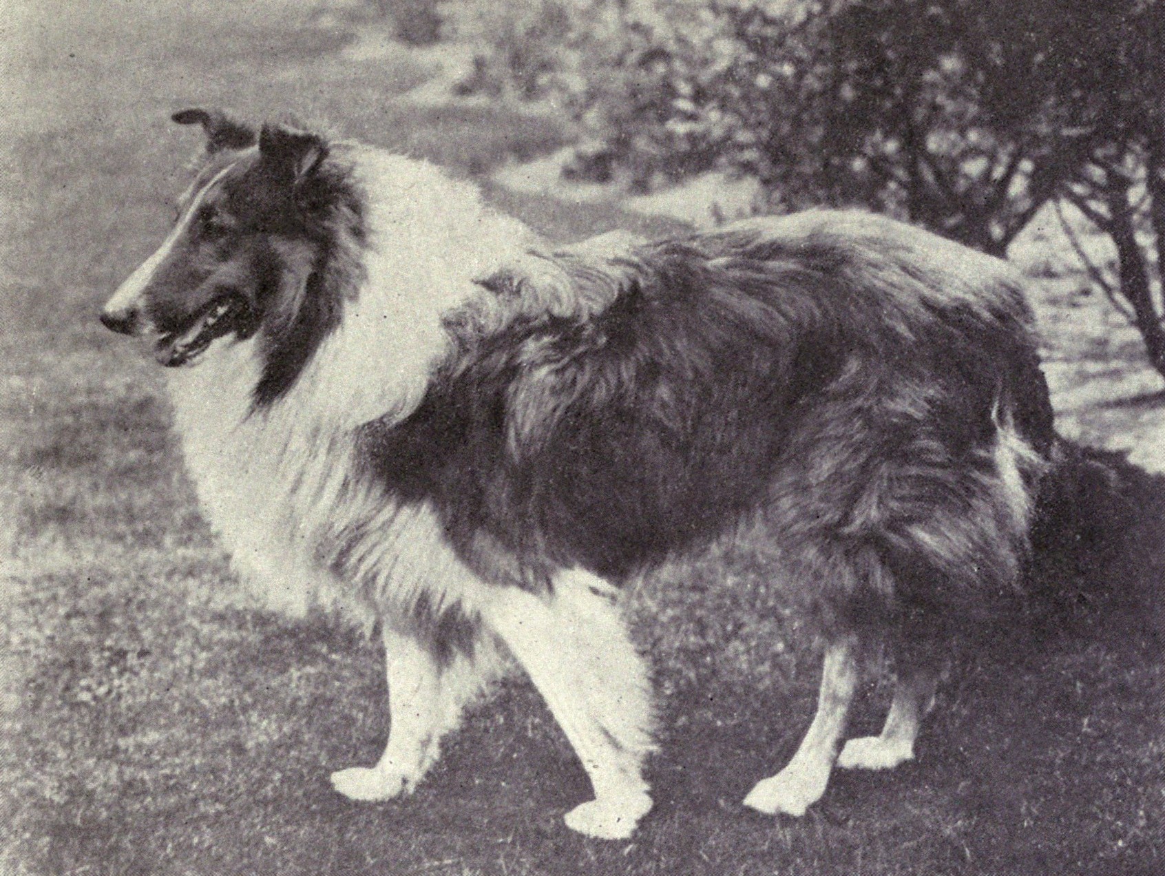 Historische Aufnahme eines Langhaar-Collies aus dem Jahr 1915