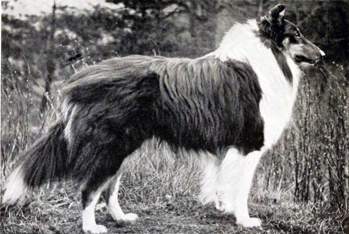 Historische Aufnahme des Collies «Wishaw Leader»
