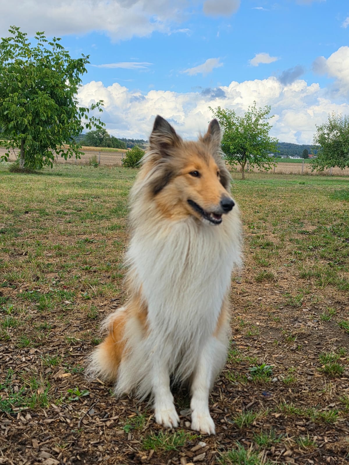 Collie Yuna im Portrait
