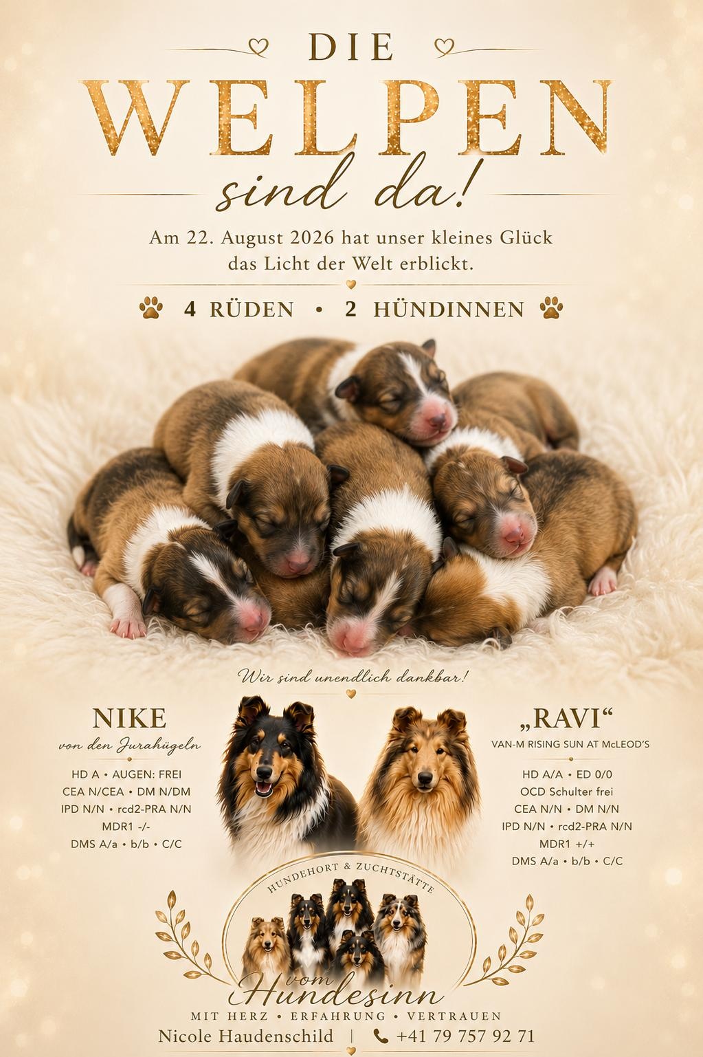 Collie Welpen der Zucht Hundesinn in Büetigen (BE) – Wurf von Nike und «Ravi», geboren am 22. August 2026, vier Rüden und zwei Hündinnen